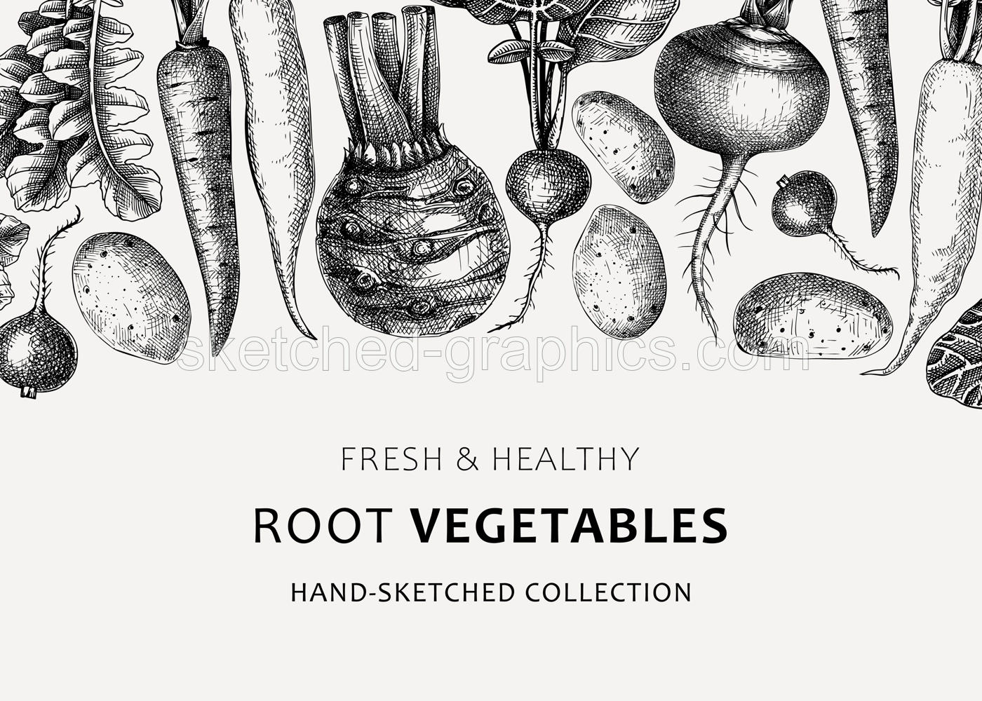 Fresh root vegetables background. Root plants sketches design. Garden vegetable vector banner. Hand-sketched beet, radish, daikon, celery, turnip illustration. For menu, recipe, packaging, markets Illustration